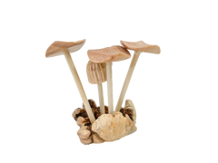 Mushrooms Toadstools Group of Four on Parasite Wood