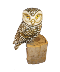 Handpainted Carved Little Owl on Wood