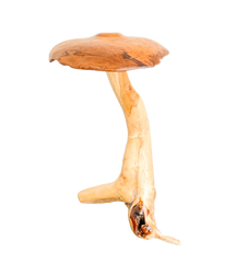 Freestanding Teak Mushroom 80cm