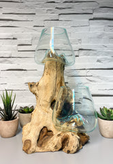 Coffee Root with 2 x Glass Bowls