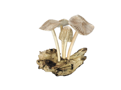 Mushrooms on Log x 4