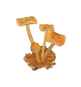 Parasite Wood with Four Assorted Mushroom Carvings