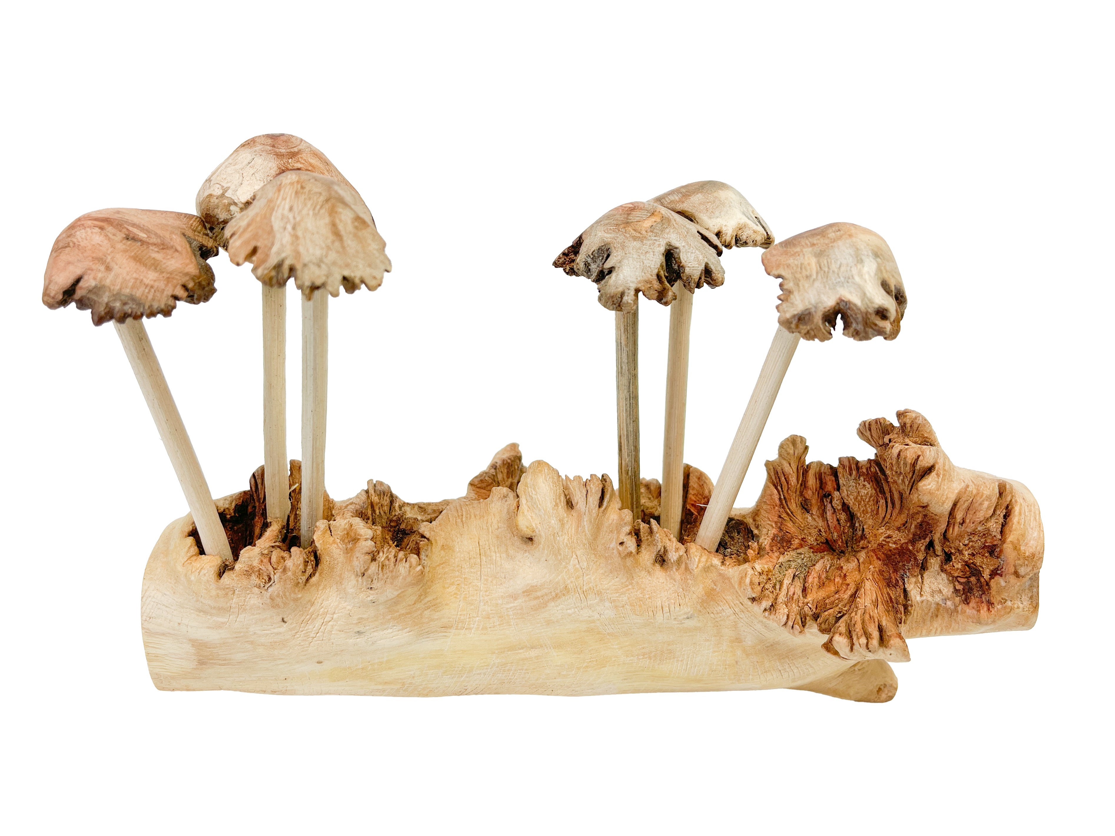 Wooden Mushrooms Toadstools Group of 6 on Parasite Wood