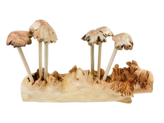 Wooden Mushrooms Toadstools Group of 6 on Parasite Wood