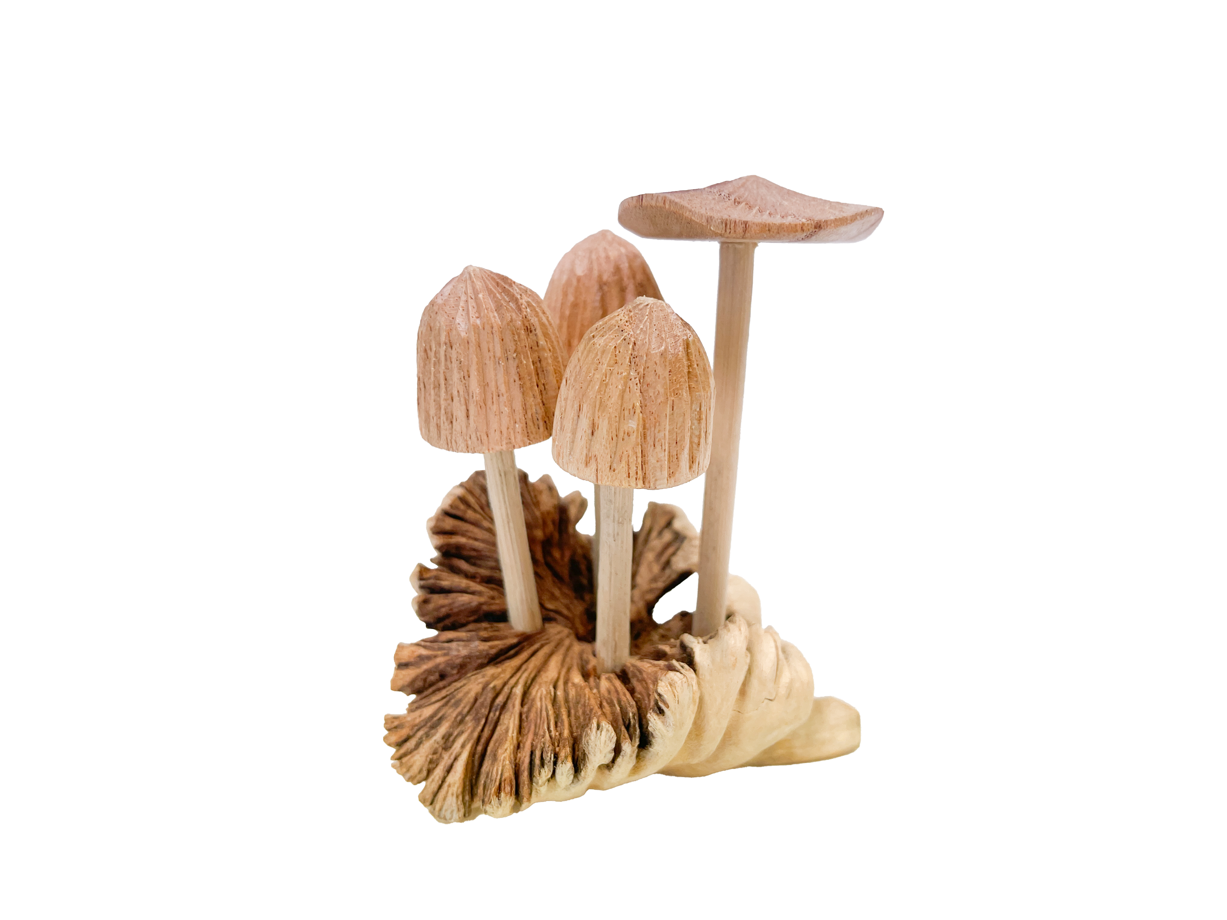 Mushrooms Toadstools Group of Four on Parasite Wood