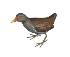 Handpainted Carved Wooden Moorhen