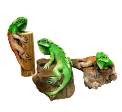 Iguana on wood