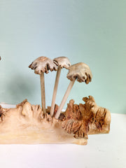 Wooden Mushrooms Toadstools Group of 6 on Parasite Wood