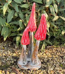 Red Wooden Morel Mushrooms with Base