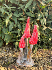 Red Wooden Morel Mushrooms with Base