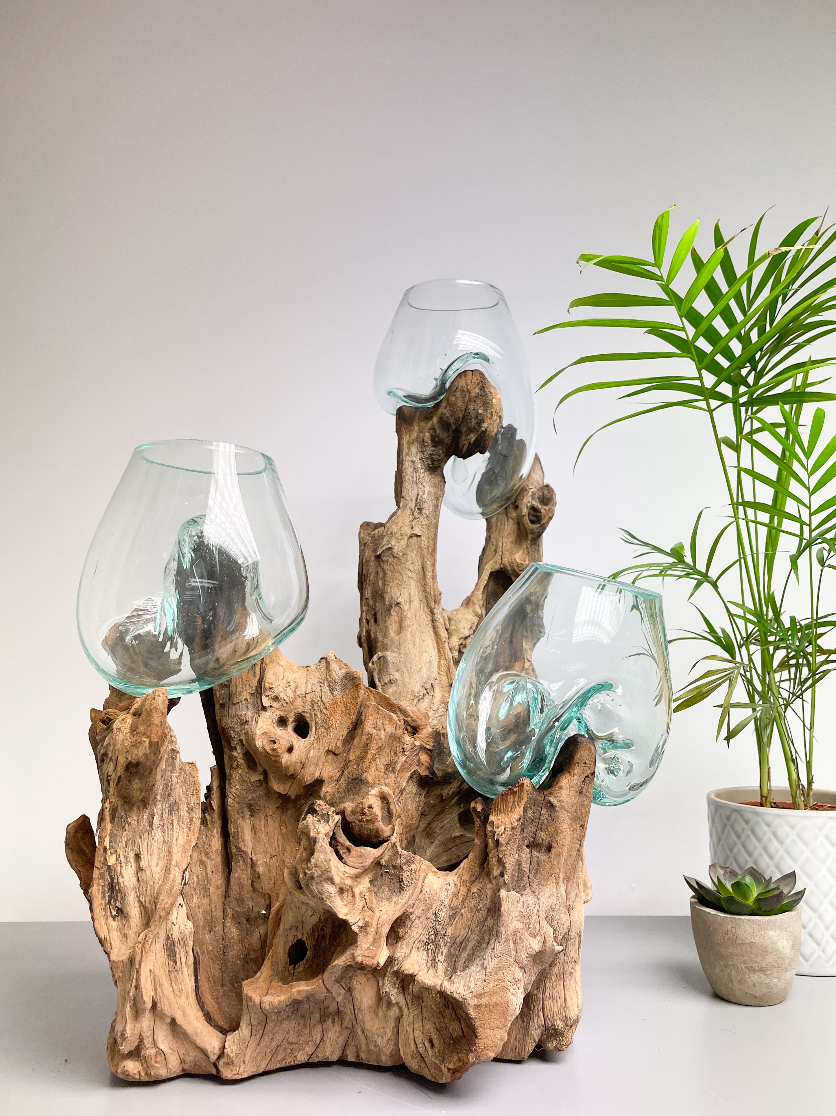 Coffee Root with 3 x Glass Bowls