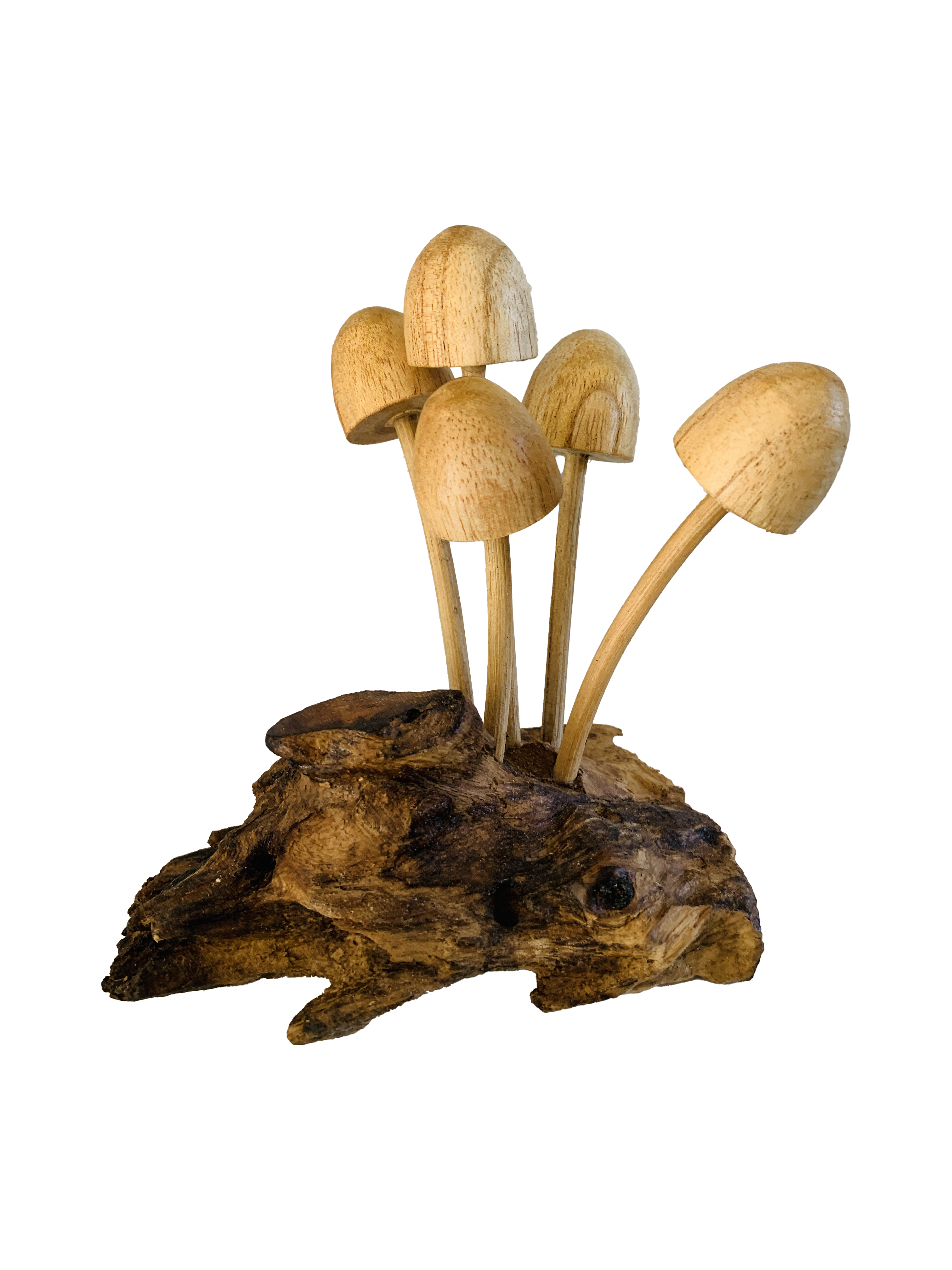 Mushrooms Toadstools Group of Five on Log Wood