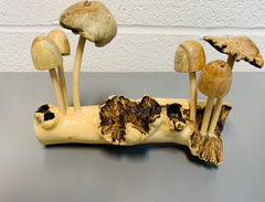 Mushrooms Group of Six Wood Carving