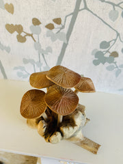 Mushrooms Group of Five Mushrooms Wood Carving